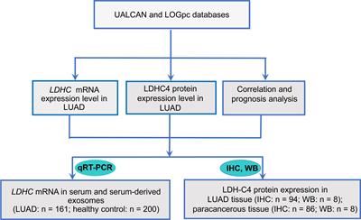Cancer-Testis Antigen LDH-C4 in Tissue, Serum, and Serum-Derived Exosomes Serves as a Promising Biomarker in Lung Adenocarcinoma